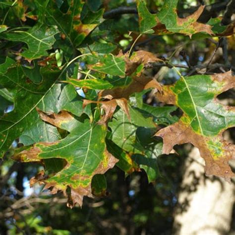 15 Common Oak Tree Diseases In Ohio Dengarden