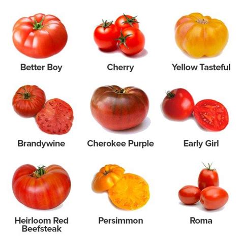 Growing Tomatoes Beginners Guide To Planting Tomatoes Growing