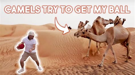 Man Vs Camel Crazy Desert Football Challenge Youtube