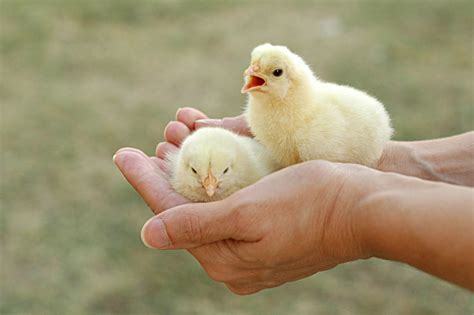 Little Baby Chickens So Cute Chickens Zoo Animals Baby Chickens