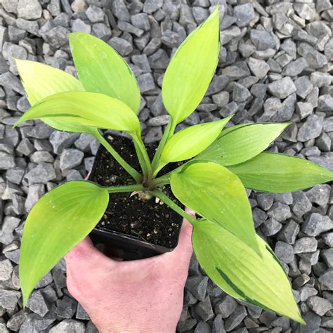 Hosta June Fever Plantain Lily Uspp 15340 35 Pot Little