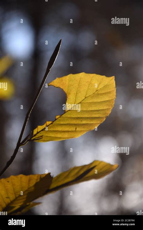 Hoja De Hoja Amarilla De Haya Fotografías E Imágenes De Alta Resolución