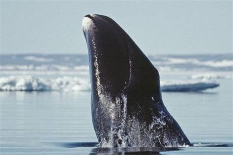 A great time, superb time, immensely enjoyable time. Bowhead whale genome may unlock its longevity secrets ...