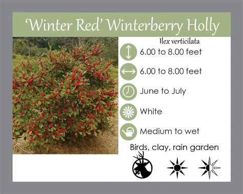 Winterberry Plant Southern Gentleman Winterberry Holly For Sale The
