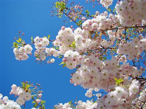 Pink Tree Blossoms Art Prints 55 Spring Flowers Blue Sky Landscape