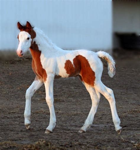 A Horse Of Course And Rabbits Too Pictures Of Baby Horses