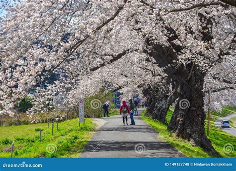 People Walking On Cherry Blossom Road Editorial Stock Photo Image Of