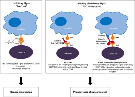 Monoclonal Anticd Interference In Red Cell And Platelet Testing