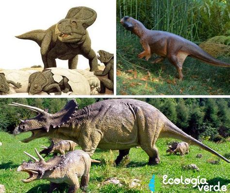 Dinosaurios HerbÍvoros Nombres Tipos Características E Imágenes