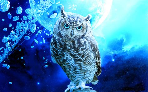 Cute Owl Wallpaper 66 Images