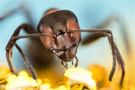 Explique Como As Formigas Conseguem Encontrar Entre Tantos Seu Formigueiro Dicas Cursos