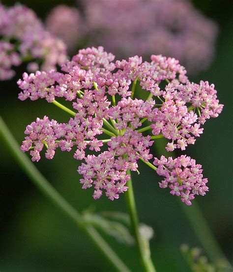A wonderful and underused cottage garden perennial. Chaerophyllum hirsutum roseum | Pretty plants, Shade ...