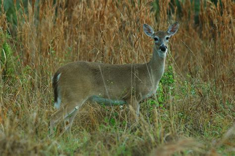 Female White Tailed Deer