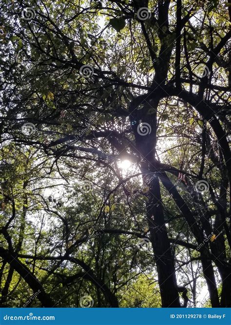 Sun Peeking Through The Trees Stock Photo Image Of Branch Light