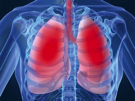 ¿cómo Funcionan Los Pulmones Conoce Por Dentro A Los Encargados De Que