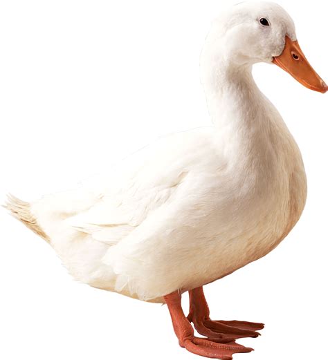 White Duck Png Image Purepng Free Transparent Cc0 Png Image Library