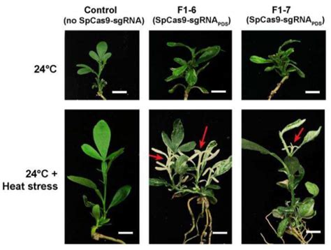 Plantae Increased Efficiency Of Targeted Mutagenesis By Crisprcas9