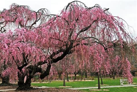 See full list on thisoldhouse.com Planting a Weeping Cherry Tree | Landscaping Ideas With ...