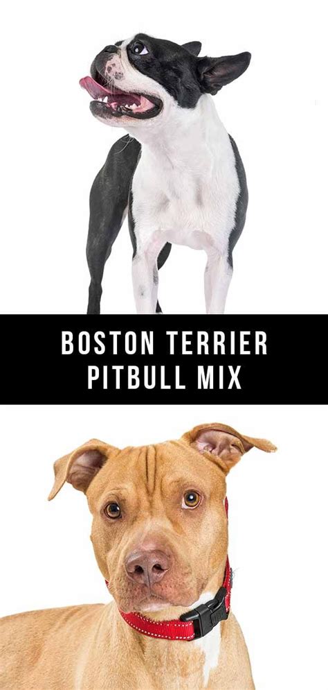 Do you want to know how big your puppy will get? Boston Terrier Pitbull Mix - Everything You Need To Know ...