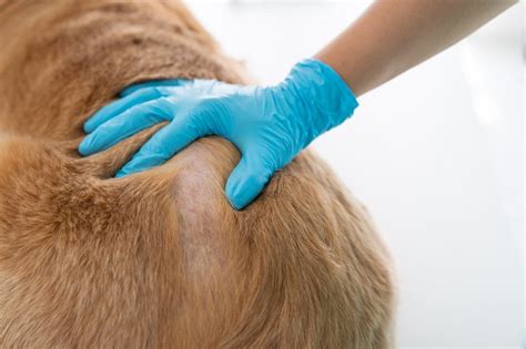 Signs Your Pup Needs To Visit A Dog Dermatologist Top Dog Hub
