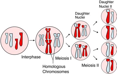 Meiosis Phases Of Meiosis Importance Of Meiosis