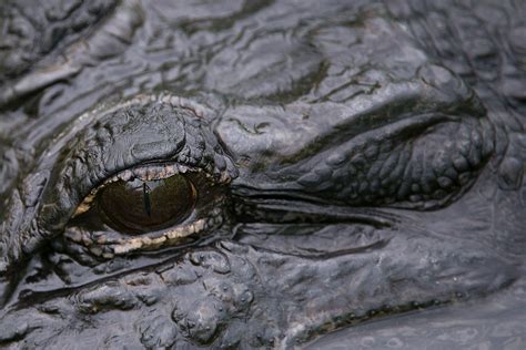 Alligator Eye Sean Crane Photography