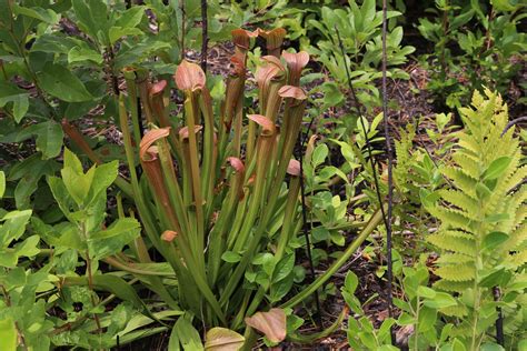 For a more basic understanding of the care and maintenance of carnivorous plants, and an appreciation for how easy. Sweet pitcher plant - Sarracenia rubra grow and care ...