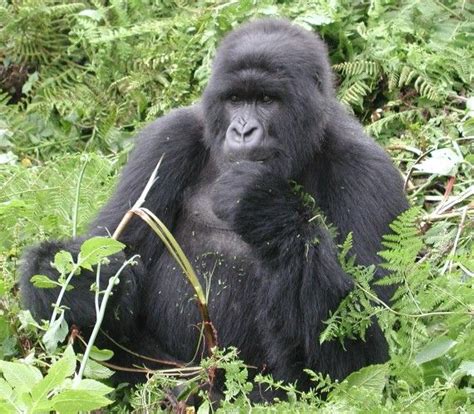 Top 10 Animals You Didnt Know We Just Discovered Mountain Gorilla