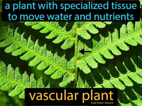 Vascular Plant Easy Science Vascular Plant Plants