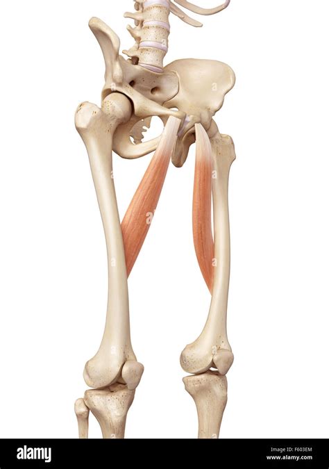 Medical Accurate Illustration Of The Adductor Longus Stock Photo Alamy