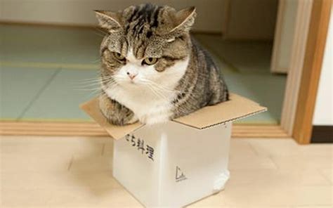 The scratching pad includes it also attracts our big fat lazy cat who is not easily impressed. Cats in Boxes - FuzzFeed