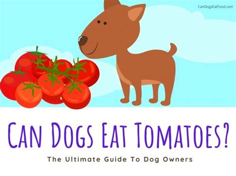 Can Dogs Eat Tomatoes 1 The Ultimate Guide To Dog Owners