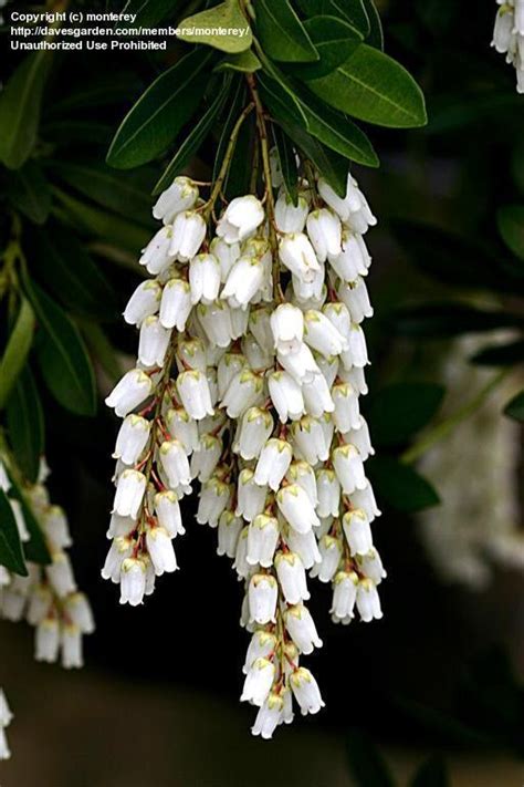 Plantfiles Pictures Pieris Andromeda Japanese Pieris Lily Of The