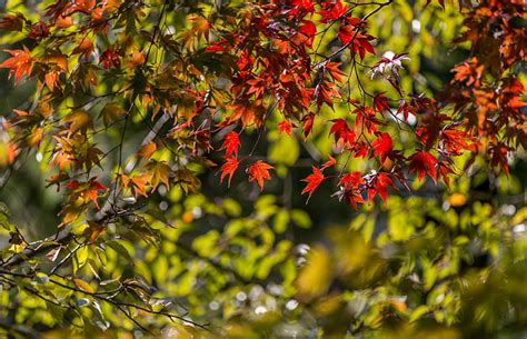 Hd Wallpaper Autumn Leaves Branches Maple Japanese Maple