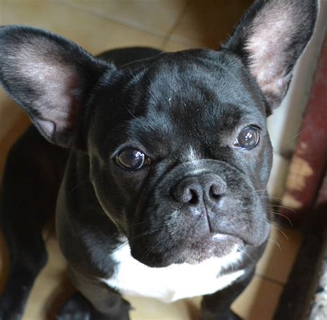 Frenchie Free Stock Photo - Public Domain Pictures