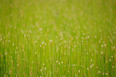 Green Grass And Spring Flowers Free Stock Photo Public Domain Pictures