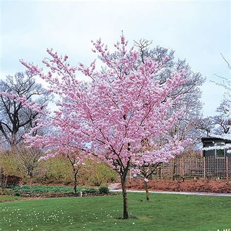 How big can the tree get? Flowering Cherry Tree Pink Perfection | Flowering cherry ...