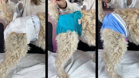 Dog Diapers Everything You Need To Know Youtube