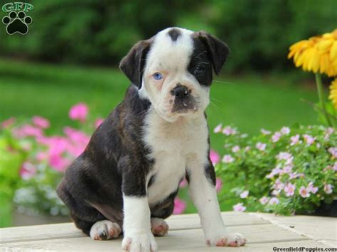 Find boston terrier puppies and breeders in your area and helpful boston terrier information. Sunshine - Boston Terrier Mix Puppy For Sale in Pennsylvania | Greenfield puppies, Terrier mix ...
