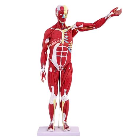 Full Anatomy Modelhuman Muscle With Internal Organstorso Mannequin