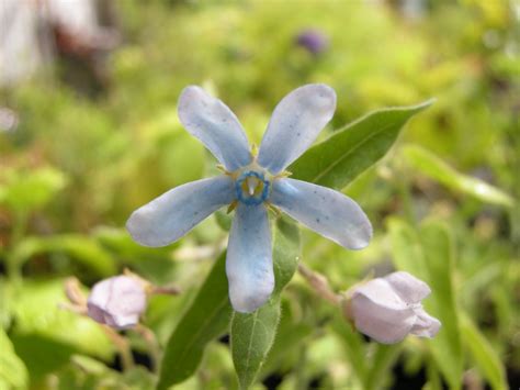 Hoopa, tweedia, and comes in two versions: Tweedia caerulea, Southern Star, Blue Flowered Milkweed