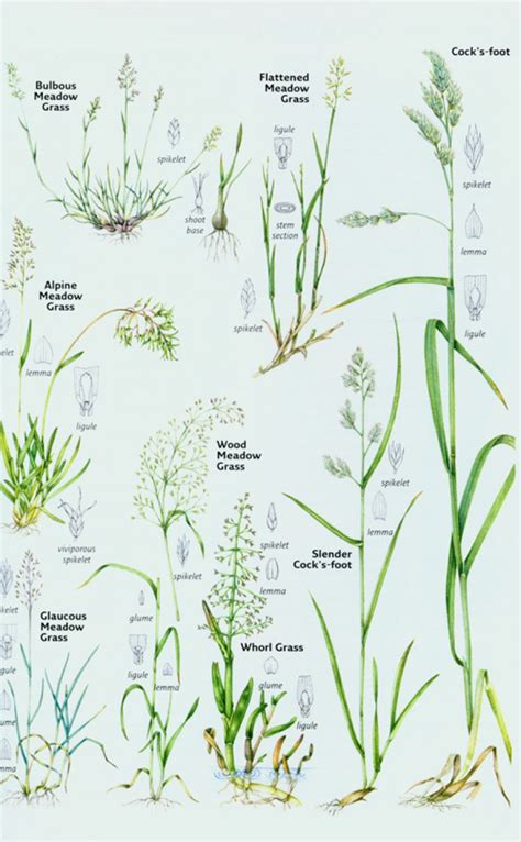 Identification Of Grasses