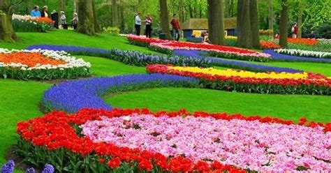 Rực Rỡ Lễ Hội Hoa Tulip ở Hà Lan