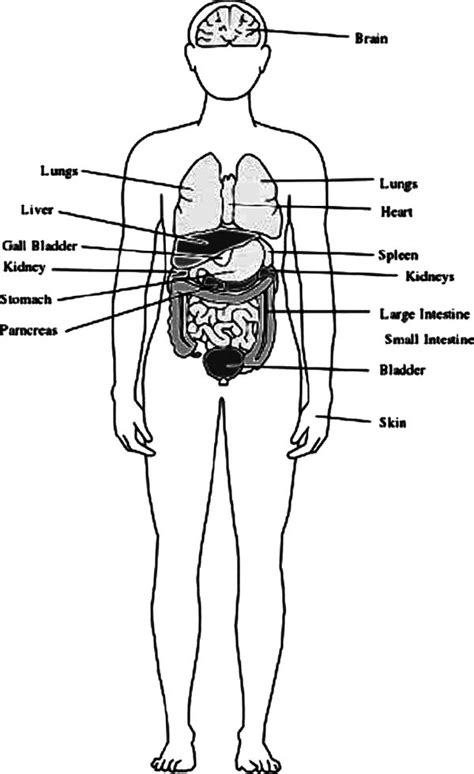 Human Body Outline With Organs Coloring Pages Coloring Sky