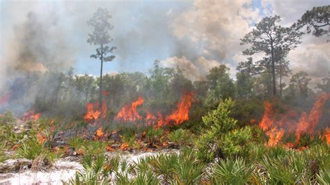 Ancient Tree Stumps Shed New Light On Fire In Florida