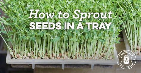 How To Sprout Seeds In A Tray Sprouting Seeds Edible Seeds Sprouts