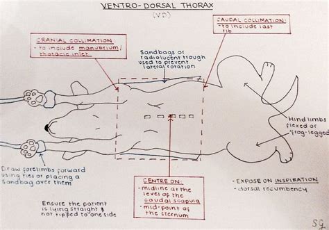 Thorax X Ray Positioning Vet Medicine Veterinary Radiology