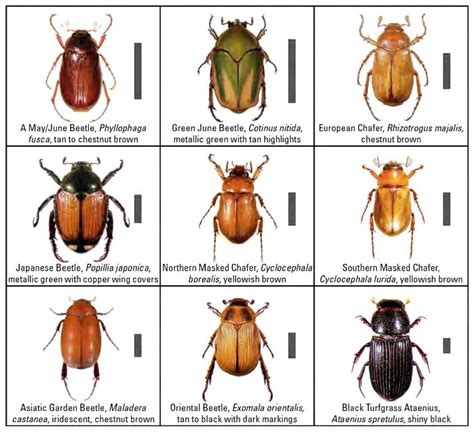 beetle image courtesy of the ohio state university insects nothing but flowers garden insects