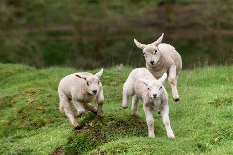 How I Did It Gamboling Lambs At Fawsley Hall Sarah Vivienne Photography