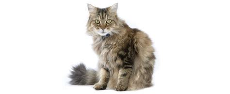 Ragamuffin Cat Breed Profile Petfinder